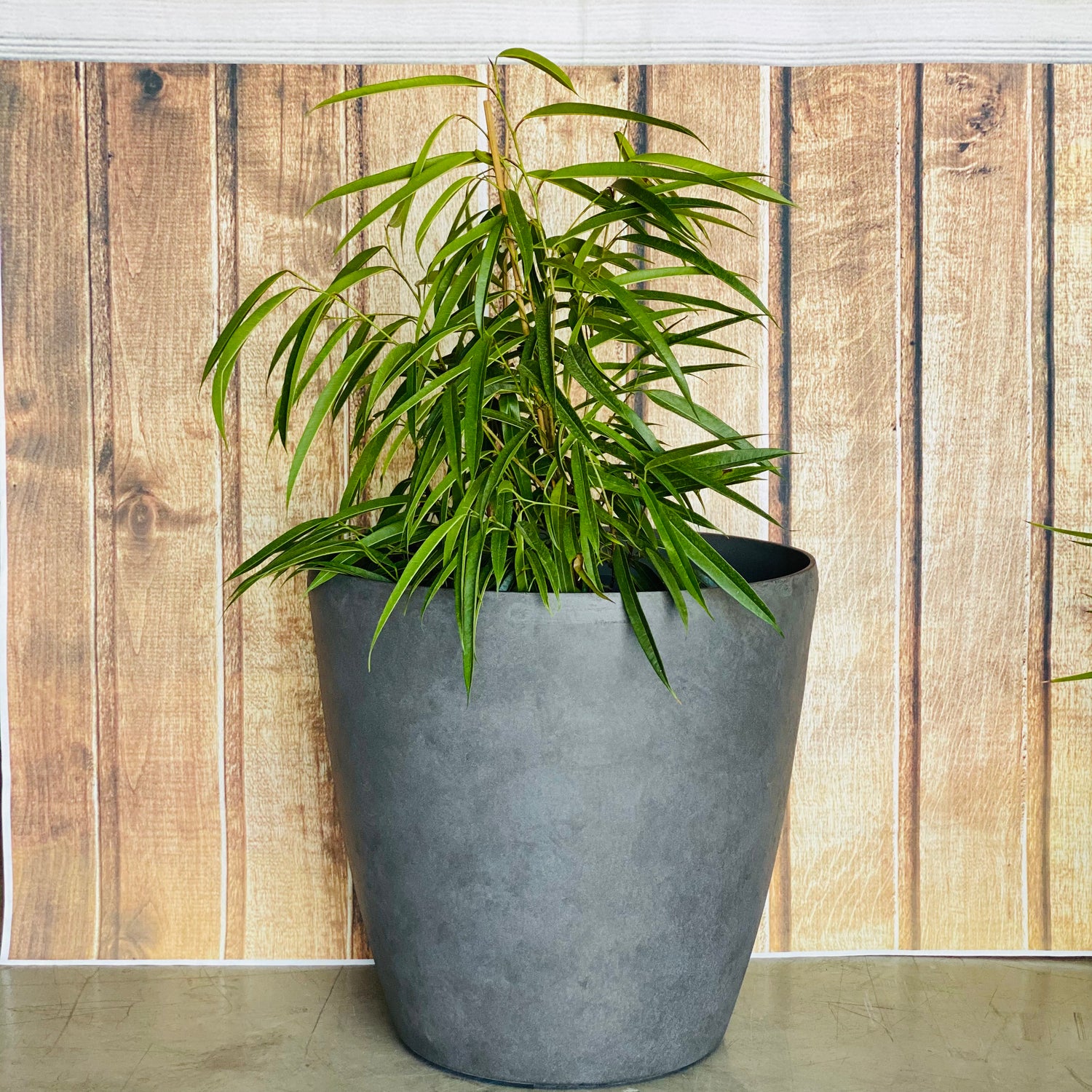 2001 Maxi Pot