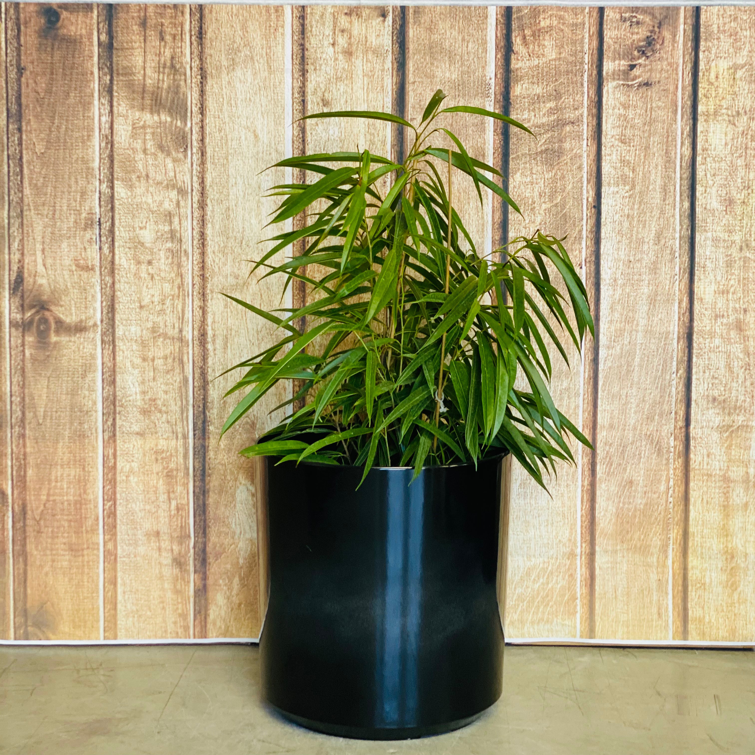 6071 Cylinder Glazed Pot