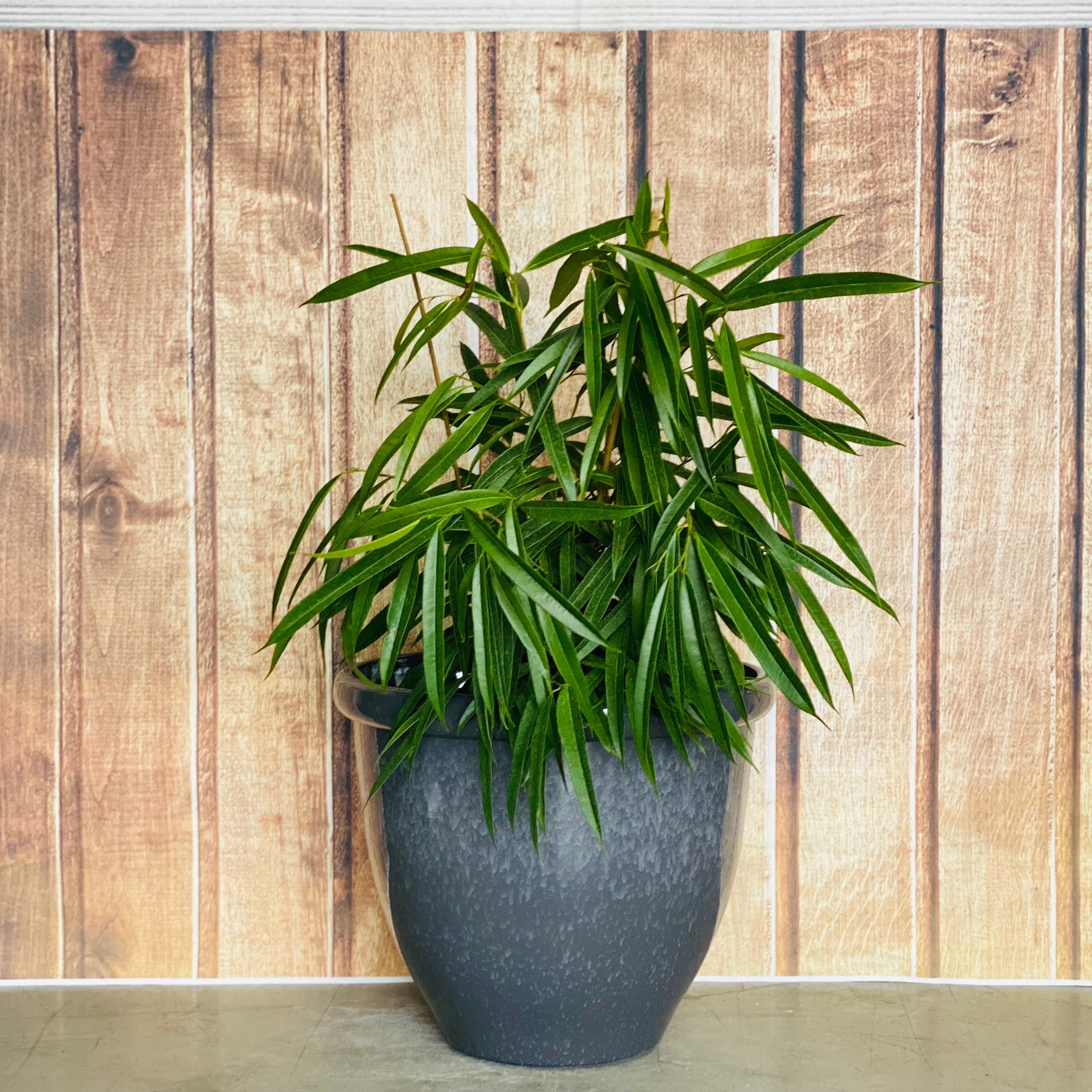 815 Round Glazed Pot