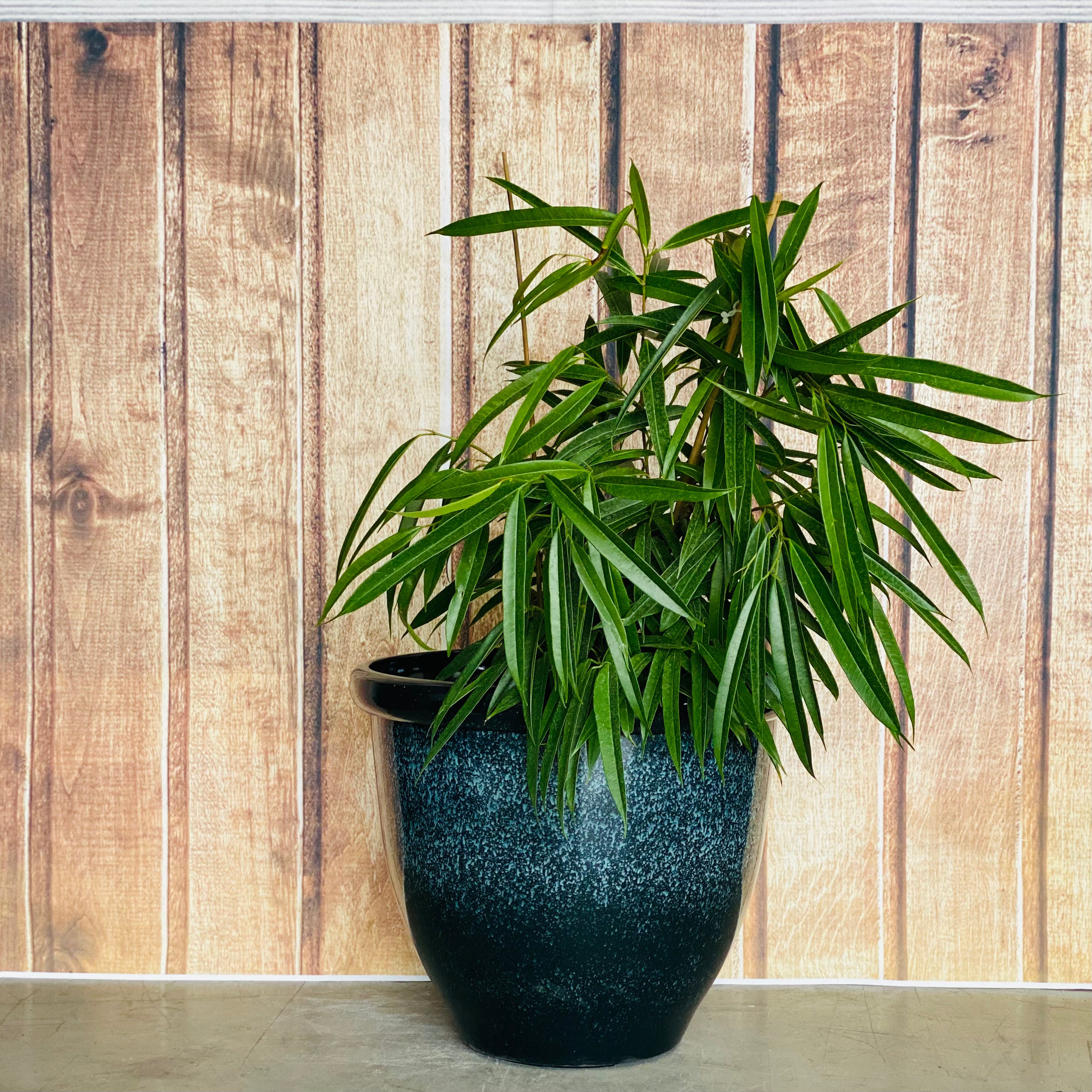 815 Round Glazed Pot
