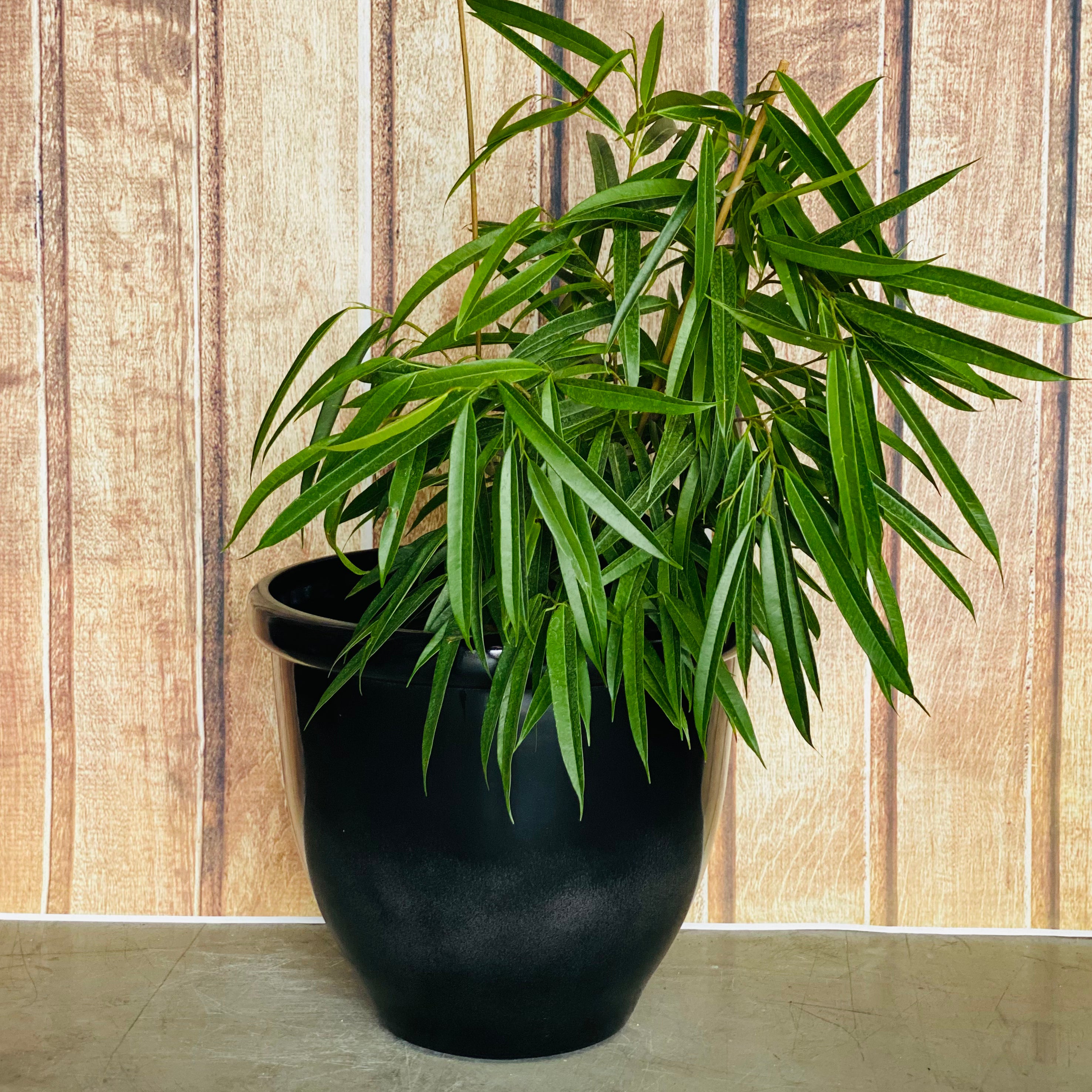 815 Round Glazed Pot