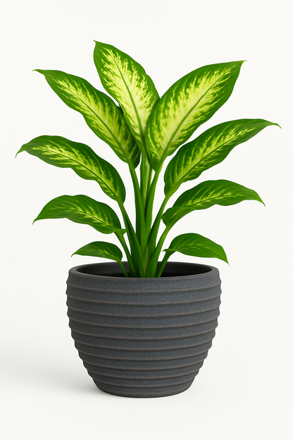 DUNE - Indoor or Outdoor Lightweight Fiberclay Pot - NDR01