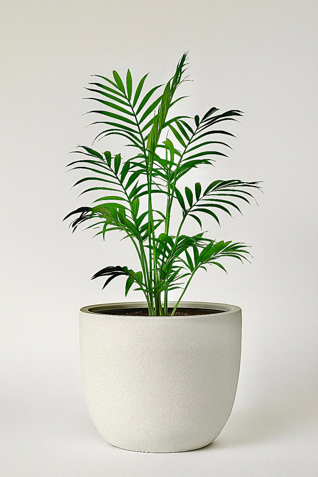 JUMBO Lightweight Round Pot – Extra Large Planter for Trees &amp; Feature Plants