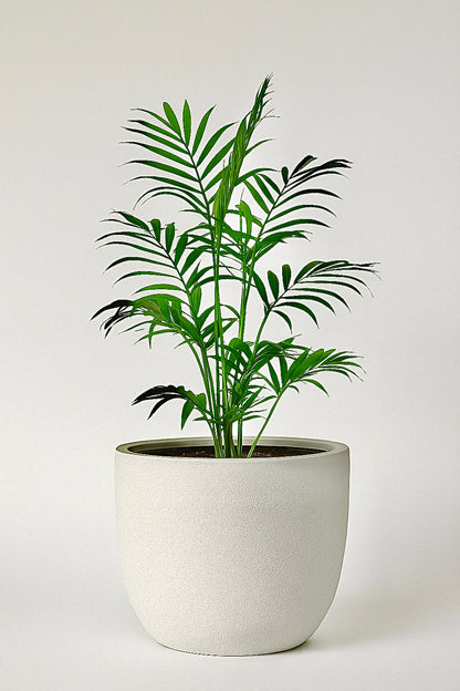 JUMBO Lightweight Round Pot  – Extra Large Planter for Trees &amp; Feature Plants