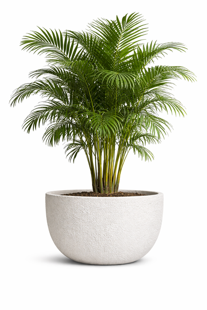 JUMBO LOW - Lightweight Stone Bowl Planter