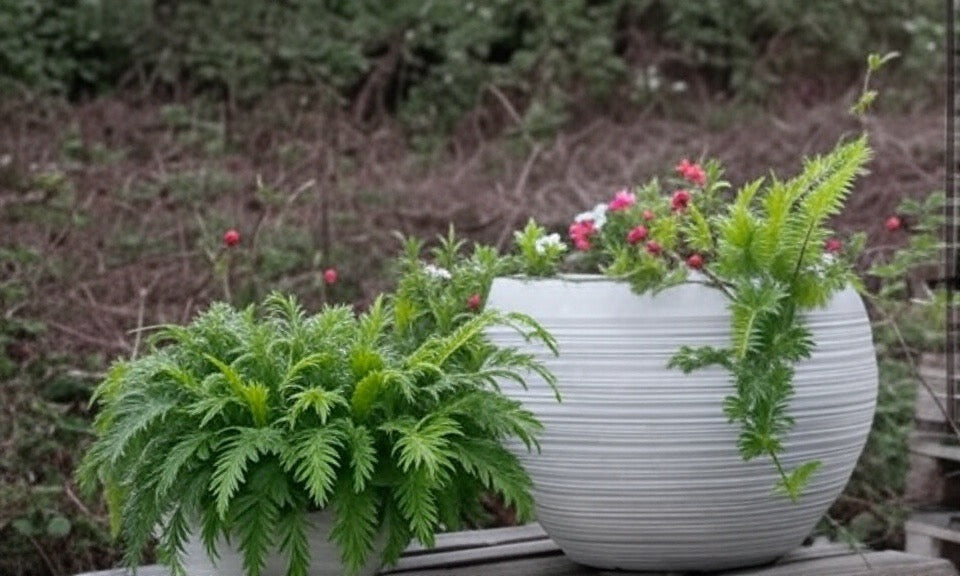 Artisan Large Cream Fiberclay Pot - lightweight indoor outdoor pot