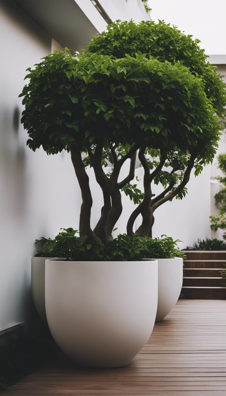 Best Trees For Pots at Mia Fortune blog