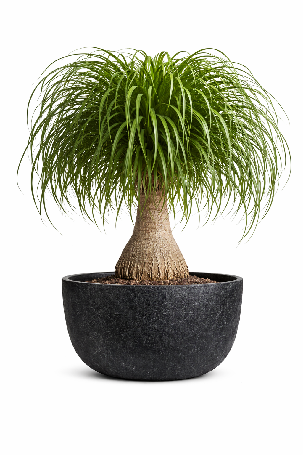JUMBO LOW - Lightweight Stone Bowl Planter